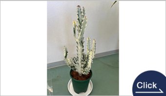 ホワイトゴースト