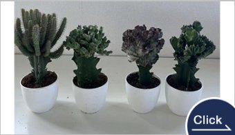 Euphorbia Set
