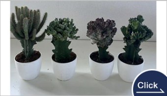 4寸ユーフォルビアセット