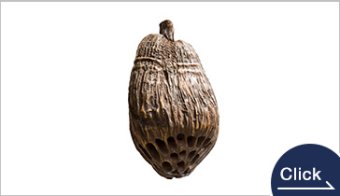 Coconutz