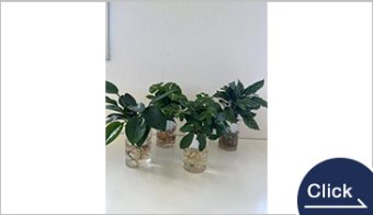 KANKONG植物