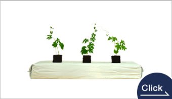Cocopeat Grow Bag