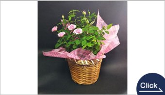 ミニバラ バスケット籠入り
